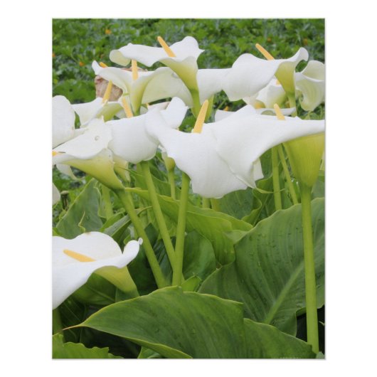 White Calla Lily Perfect Poster (Voorkant)