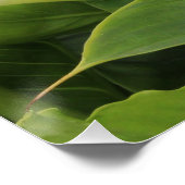 White Calla Lily Perfect Poster (Hoek)