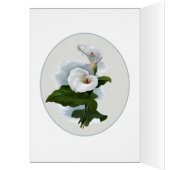 White Calla Lily, Sympathie, verlies van geliefde (Binnen (Links))