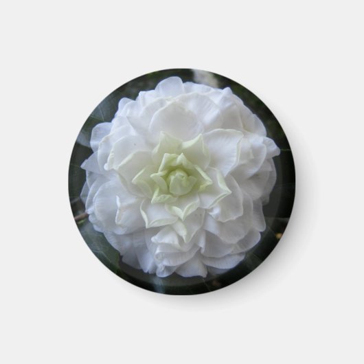 White Camelia Photo Circle Magnet (Voorkant)