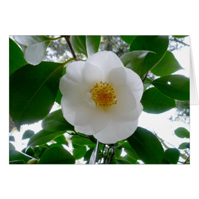 White Camellia (Voorkant Horizontaal)