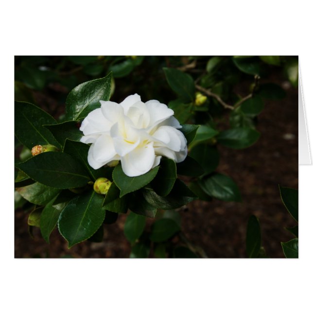 White Camellia (Voorkant Horizontaal)
