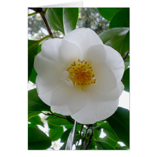 White Camellia (Voorkant)