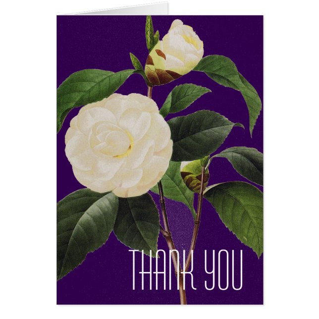 White Camellia, 1833 (Voorkant)