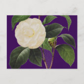 White Camellia, 1833 Briefkaart (Voorkant)