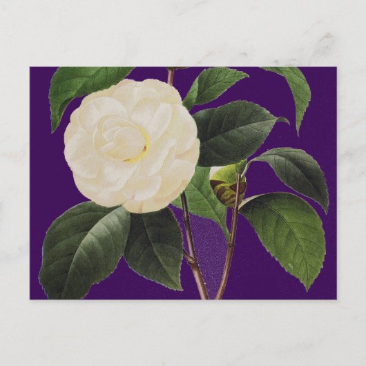 White Camellia, 1833 Briefkaart (Voorkant)
