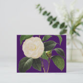 White Camellia, 1833 Briefkaart (Staand voorkant)