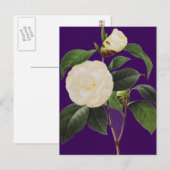 White Camellia, 1833 Briefkaart (Voorkant / Achterkant)