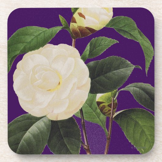 White Camellia, 1833 Drankjes Onderzetter (Voorkant)
