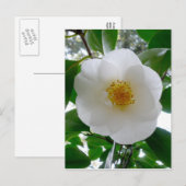 White Camellia Briefkaart (Voorkant / Achterkant)