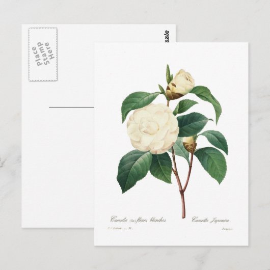 White Camellia Briefkaart (Voorkant / Achterkant)