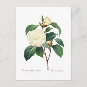 White Camellia Briefkaart