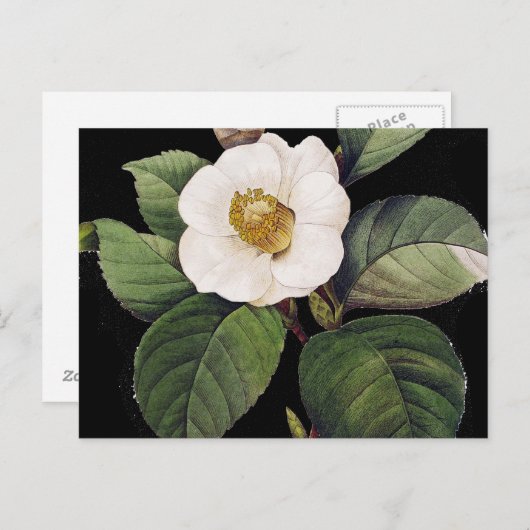 White Camellia Briefkaart (Voorkant / Achterkant)