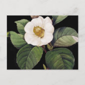 White Camellia Briefkaart (Voorkant)