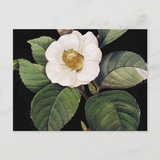 White Camellia Briefkaart (Voorkant)