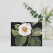 White Camellia Briefkaart (Staand voorkant)