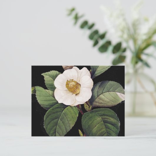 White Camellia Briefkaart (Staand voorkant)