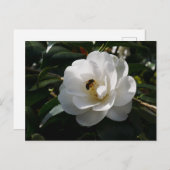 White Camellia Flower Briefkaart (Voorkant / Achterkant)