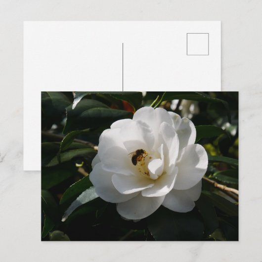 White Camellia Flower Briefkaart (Voorkant / Achterkant)