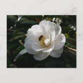White Camellia Flower Briefkaart (Voorkant)