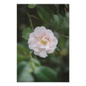White Camellia Flower Foto Afdruk (Voorkant)