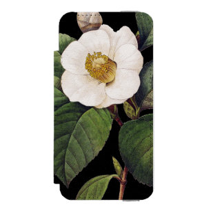 White Camellia