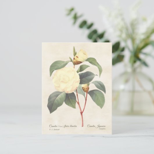 White Camellia Japonica  Botanical Briefkaart (Staand voorkant)