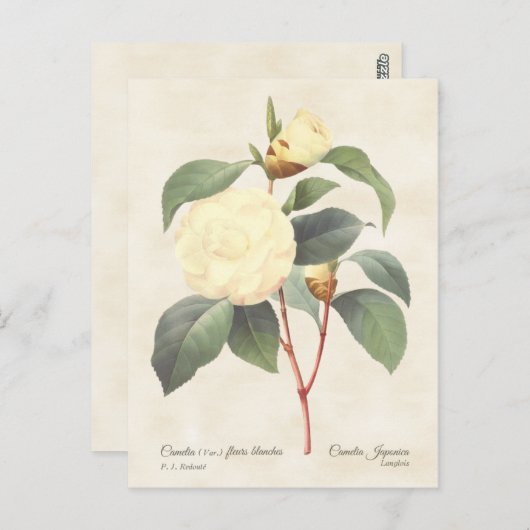 White Camellia Japonica  Botanical Briefkaart (Voorkant / Achterkant)