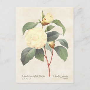 White Camellia Japonica  Botanical Briefkaart