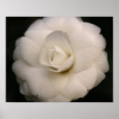 White Camellia Poster (Voorkant)