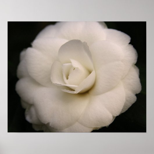White Camellia Poster (Voorkant)