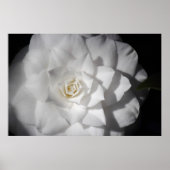 White Camellia Poster (Voorkant)