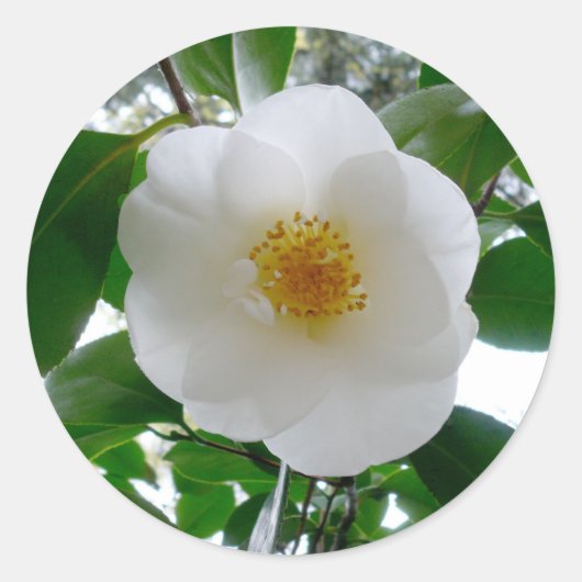 White Camellia Ronde Sticker (Voorkant)