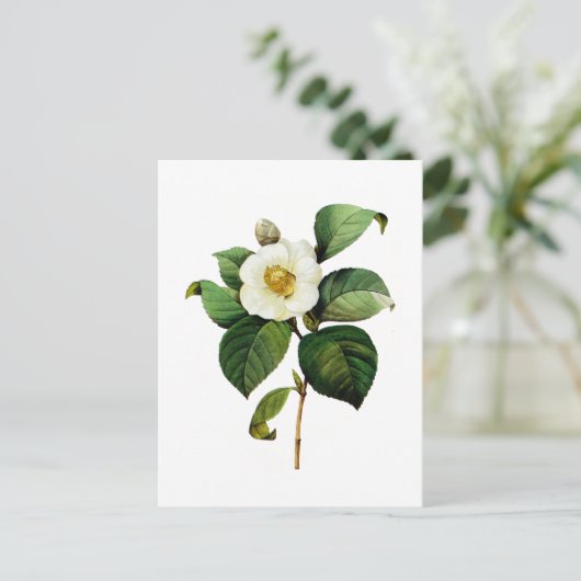 White Camellia van Pierre Joseph Redoute Briefkaart (Staand voorkant)
