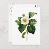 White Camellia van Pierre Joseph Redoute Briefkaart (Voorkant / Achterkant)