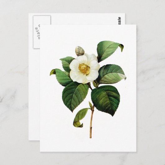 White Camellia van Pierre Joseph Redoute Briefkaart (Voorkant / Achterkant)