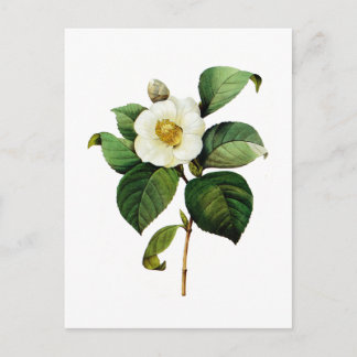 White Camellia van Pierre Joseph Redoute Briefkaart