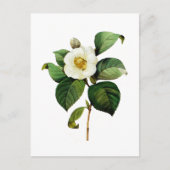 White Camellia van Pierre Joseph Redoute Briefkaart (Voorkant)