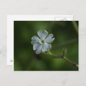White Campion Wildflower Floral Briefkaart (Voorkant / Achterkant)