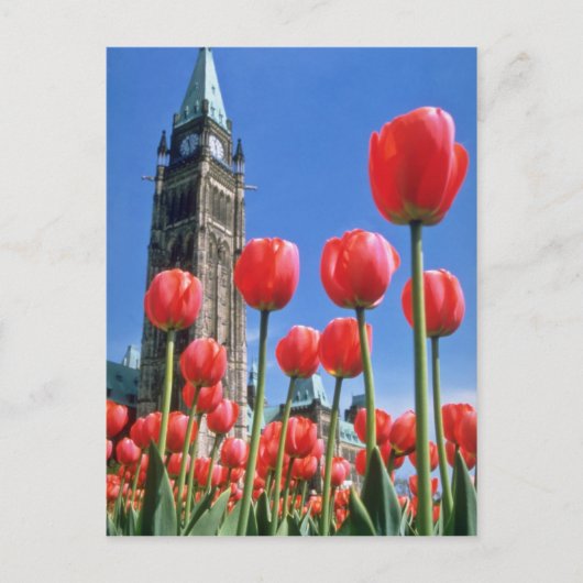 White Canadian Tulip Festival, Peace Tower met u Briefkaart (Voorkant)