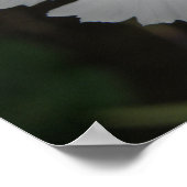 White Carnance Print (Hoek)