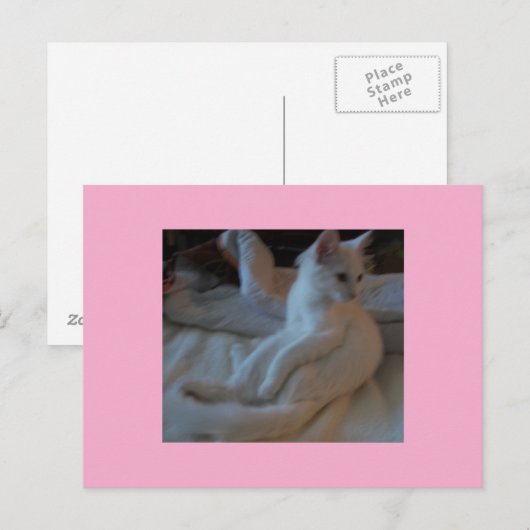 White Cat Briefkaart (Voorkant / Achterkant)