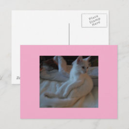 White Cat Briefkaart