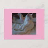White Cat Briefkaart (Voorkant)