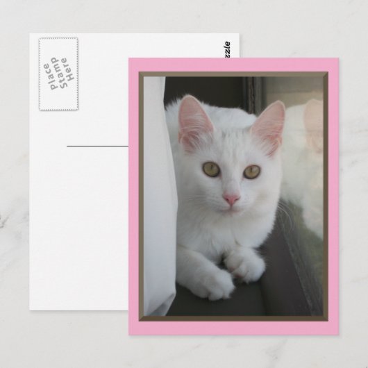 White Cat Chillin' Briefkaart (Voorkant / Achterkant)