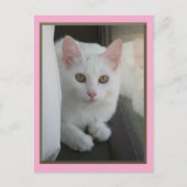 White Cat Chillin' Briefkaart (Voorkant)