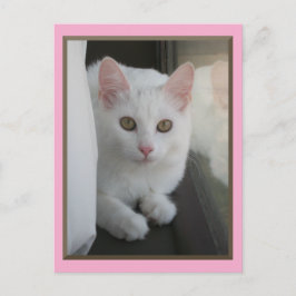 White Cat Chillin' Briefkaart