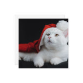 White Cat Kerstmis Kaart (Voorkant / Achterkant in situ)