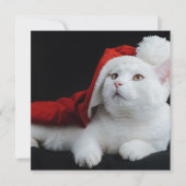 White Cat Kerstmis Kaart (Voorkant)