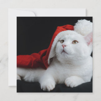 White Cat Kerstmis Kaart